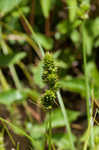 Hammock sedge